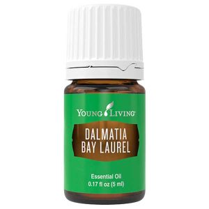 Dalmatia Bay Laurel [Лавр]